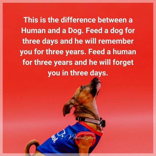 Quote: This is the Difference
between a Human and a Dog.
Feed a