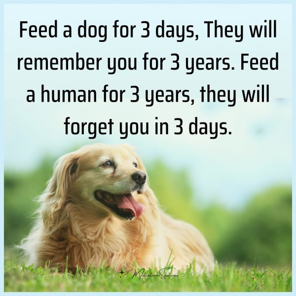 Feed a dog for 3 days