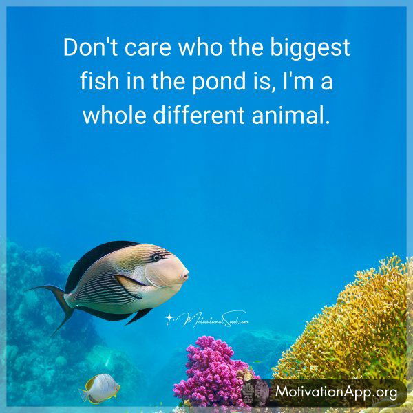 Don't care who the biggest fish in the pond is