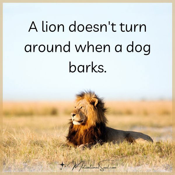 A lion doesn't turn around when a dog barks.