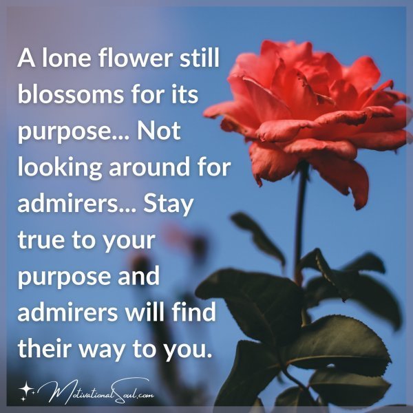 A lone flower still blossoms for its purpose... Not looking around for admirers... Stay true to your purpose and admirers will find their way to you.
